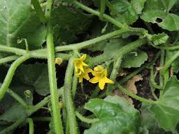 Image result for Cucumis myriocarpus