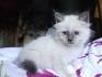 Birman Kitten - Kittens For Sale - Cat Adoption Near Me