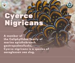 Image result for Selago cecilae