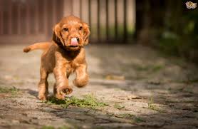 Kramer apartment living certainly has its advantages, such as not having to mow the lawn, but the downside for pet lovers is that certain pets are too large, too active, too noisy, or just plain unsuitable for a small living environment. 7 Breeds Of Dog That Do Well In Apartments Pets4homes