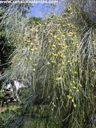 Image result for Retama monosperma