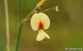 Image result for Aeschynomene bullockii