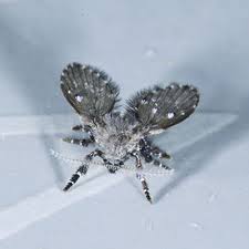 Drain flies are well adapted to the human environment and they often appear in bathrooms, kitchens and other places where water is continuously present. Moth Drain Fly Catseye Pest Control