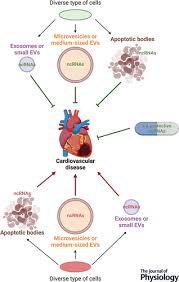 Extracellular vesicles and their non‐coding RNA cargos: Emerging players in  cardiovascular disease
