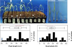 Soroban arithmetic is spatial arithmetic, so it makes sense to pupils who struggle with numbers on the printed page. Plos One Clonality Spatial Structure And Pathogenic Variation In Fusarium Fujikuroi From Rain Fed Rice In Southern Laos