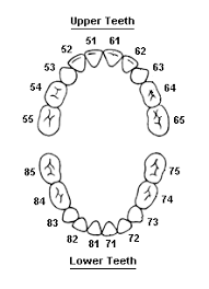 Tooth Eruption Charts Namibian Dental Association