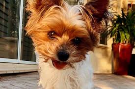Image result for white yorkshire terrier