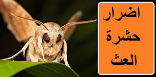 Here you can explore hq cricket insect transparent illustrations, icons and clipart with filter setting like size, type, color etc. Ø§Ù†ÙˆØ§Ø¹ Ø§Ù„Ø­Ø´Ø±Ø§Øª Ø§Ù„ØªÙŠ ØªÙ‡Ø§Ø¬Ù… Ø§Ù„Ù…Ù†Ø§Ø²Ù„ ÙˆØ·Ø±Ù‚ Ù…ÙƒØ§ÙØ­ØªÙ‡Ø§ Ø¨Ø§Ù„ØªÙØµÙŠÙ„