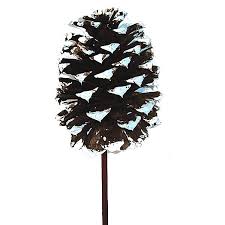 We did not find results for: Large White Tippedpine Cone On 6in Wood Pick Pine Cones