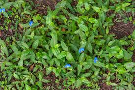 Image result for Commelina bracteosa