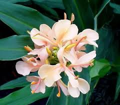 Image result for Helichrysum moggii