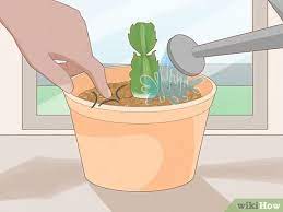 Hydro prickly pear cacti force rooting cacti cuttings in water. 3 Ways To Propagate Christmas Cactus Wikihow