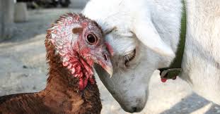 The gentle barn foundation is home to 100 animals rescued from abuse. The Gentle Barn Kind Traveler