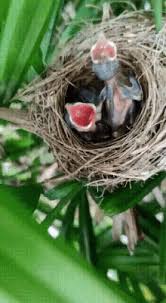 Nest Gifs Tenor