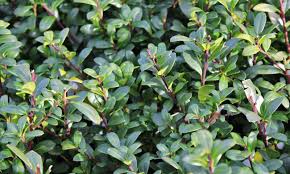 Some good, mounded selections of japanese holly include 'compacta,' 'convexa,' 'helleri,' 'hoogendorn,' and 'soft touch.' 'convexa' is easily identified since you can see the 'convex' (cupping down) nature of the leaves so easily. Ilex Crenata Convexa Japanese Holly Spiral Garden Plants Online