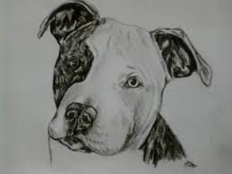 Black And White Pitbull Tattoos Pitbull Puppy Portrait By Sugarskull Tattoos Jpg 900 675 Pitbull Drawing Dog Stencil Watercolor Dog