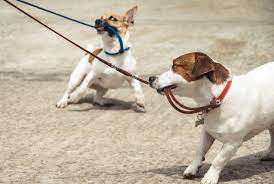 Biting or chewing on the leash, or just carrying the leash in its mouth are common dog behaviors. Stop Your Dog From Biting On His Leash Dog Training Nation