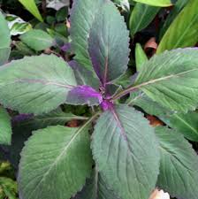 Image result for Gynura