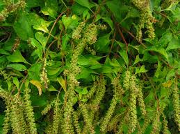 Image result for Basilicum polystachyon