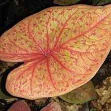 Caladium Indonesia Plantas Por Do Sol