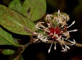 Image result for Pavetta hymenophylla