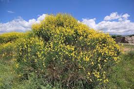 Image result for Spartium