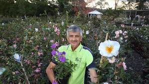We did not find results for: Theresa Park S Camellia Park Nursery To Close After 16 Years Daily Telegraph