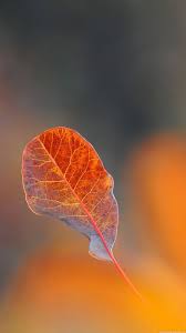 Pin By Salu Muhammed On Wallpaper Iphone Autumn Flower Background Wallpaper Samsung Wallpaper Iphone 6s Wallpaper