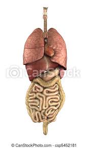 Die inneren organe brauchen wir zum leben. Menschliche Anatomie Innere Organe 3d Zeigt Die Inneren Organe Des Menschlichen Korpers Canstock