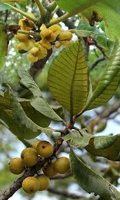 Image result for Uapaca nitida