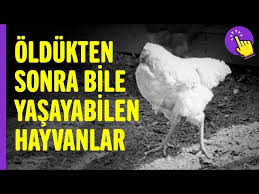 Oldukten Sonra Bile Yasayabilen Canlilar Ilginc Bilgiler Aklinda Olsun Youtube