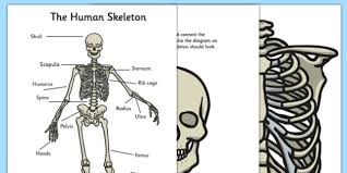 A 3d model collection of human bone and muscle structure. Human Skeleton Ks2 Large Display Cut Outs Ks2 Displays