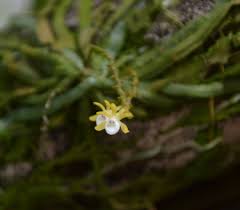 Image result for Taeniophyllum