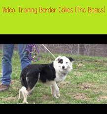 Training Border Collies The Basics We Check In On Murphy To See How He 039 S Coming Along In Becoming A Shee Puppy Training Guide Dog Training Puppy Training