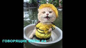 pin na doske funny cats