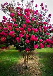 Fuschia Crepe Myrtle Flowering Trees Myrtle Tree Ornamental Trees