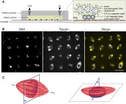 Check spelling or type a new query. Chromatin Shapes The Mitotic Spindle Cell