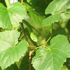 A Neon Green Snake In A Tree Green Neon Green Green Snake