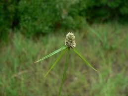 Image result for Kyllinga