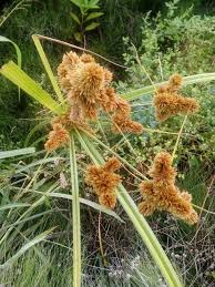Image result for Cyperus derreilema