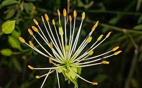 Image result for Maerua parvifolia