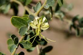 Image result for Cadaba farinosa