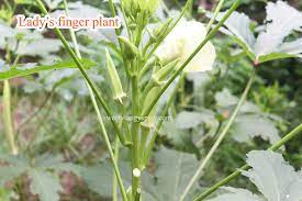 Quality lady finger plant with free worldwide shipping on aliexpress. Lady S Finger General Information Health Benefits And Cooking Tips