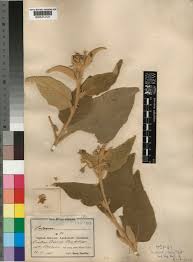 Image result for Panicum subflabellatum