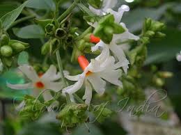 Har Singar Coral Jasnine Parijat Fragrant Plant Watercolor Flowers Tutorial Flowers