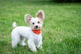 Image result for white yorkshire terrier