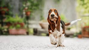 Image result for basset hound