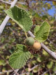 Image result for Grewia villosa