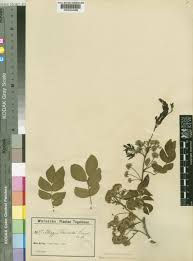 Image result for Campylospermum densiflorum