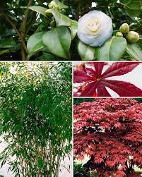 Les jardins japonais séduisent par leur ambiance zen et leur environnement harmonieux rempli de symboles et propice à la médiation. Lot De 3 Arbustes Terrasse Jardin Zen Camelia Erable Bambou